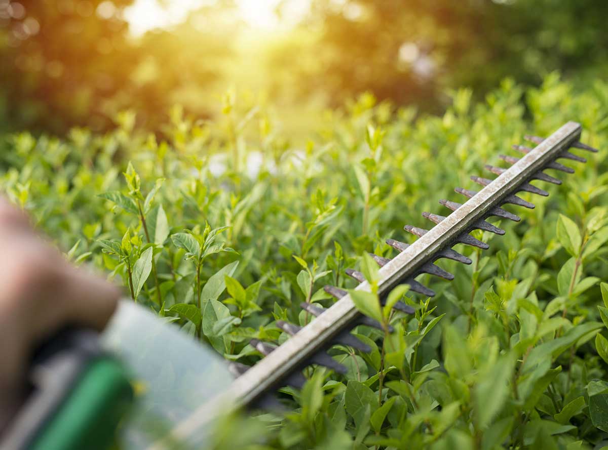 Hedge trimming