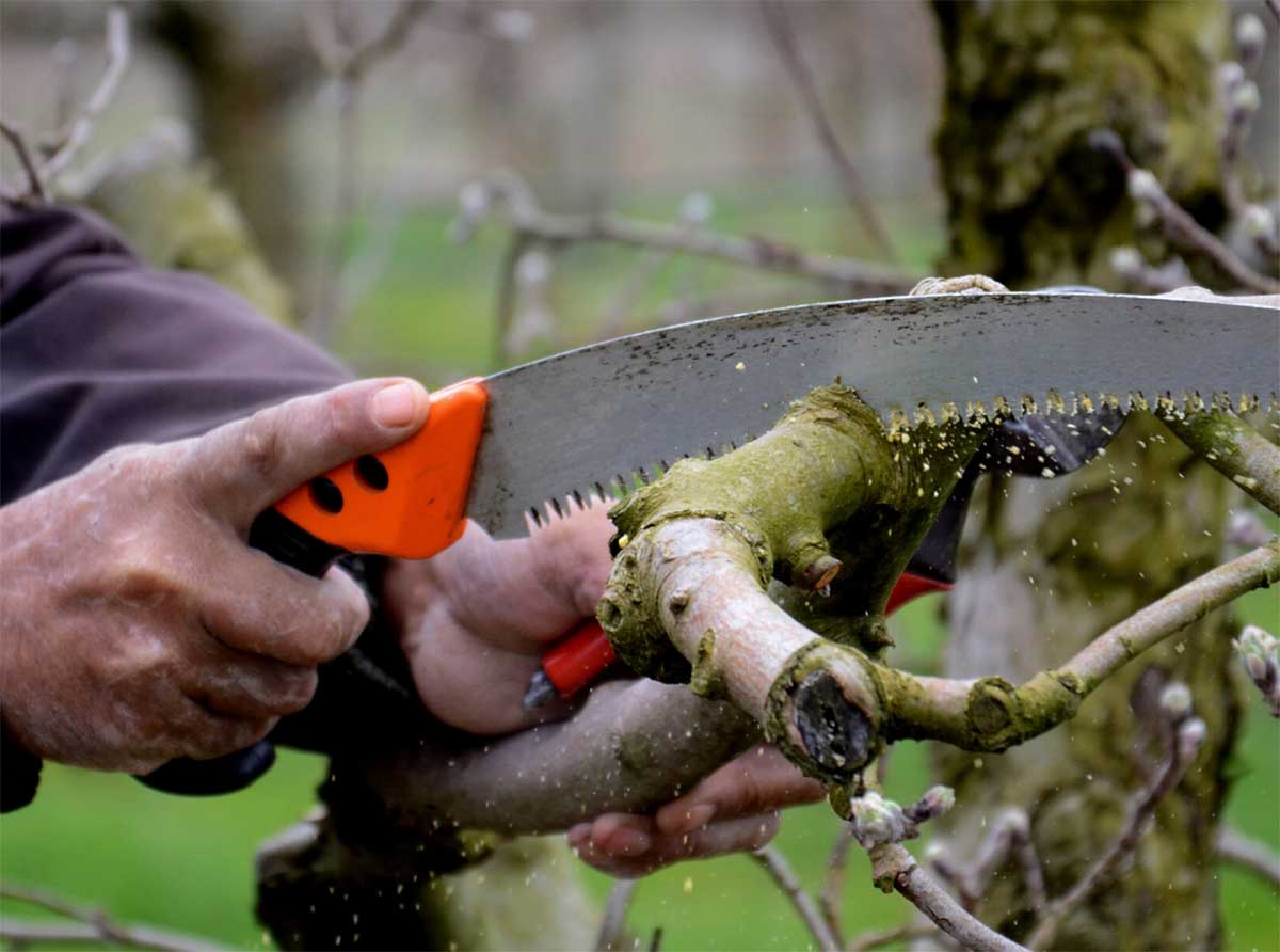 Seasonal Pruning