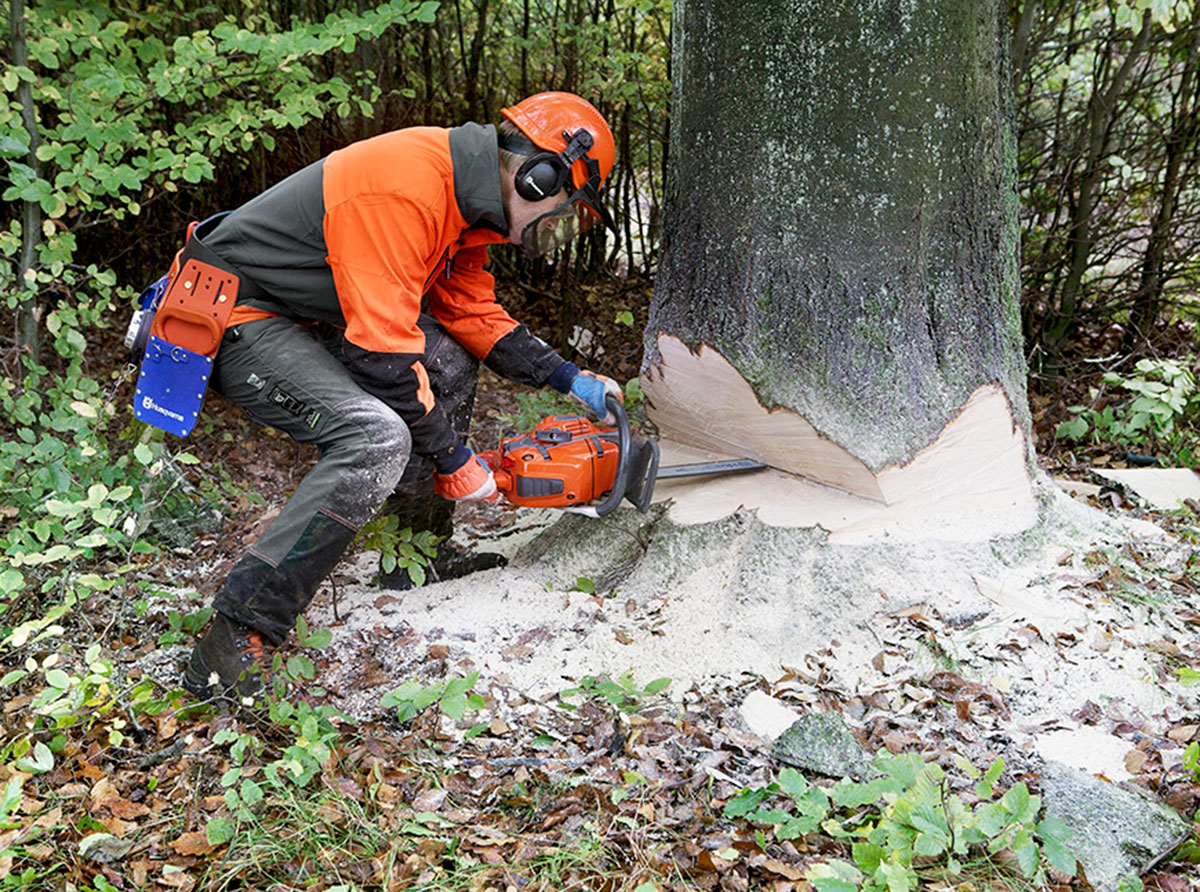 Tree Felling