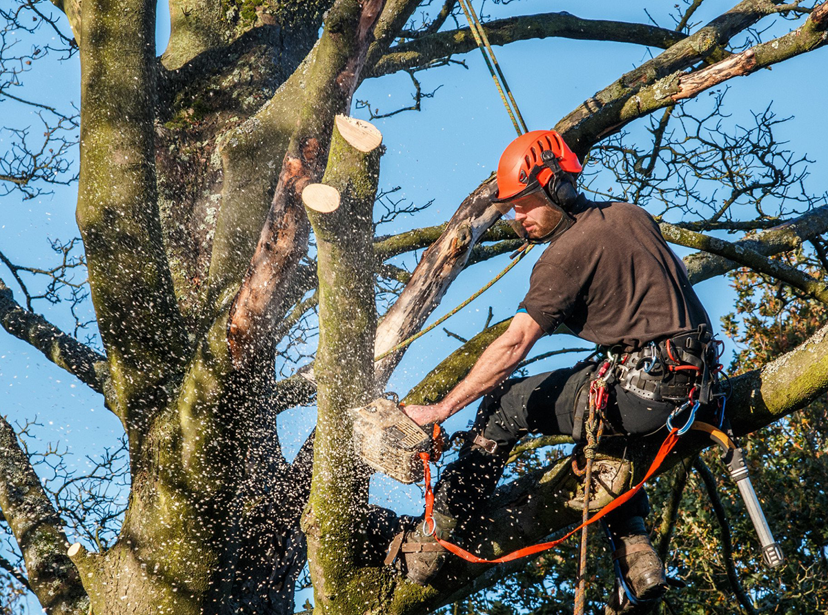 Tree Thinning